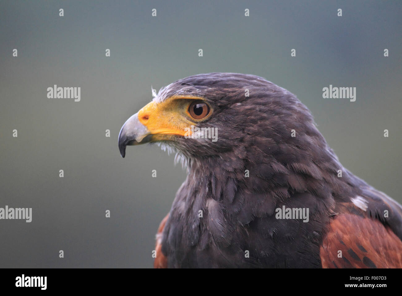 Harris'hawk (Parabuteo unicinctus), ritratto Foto Stock