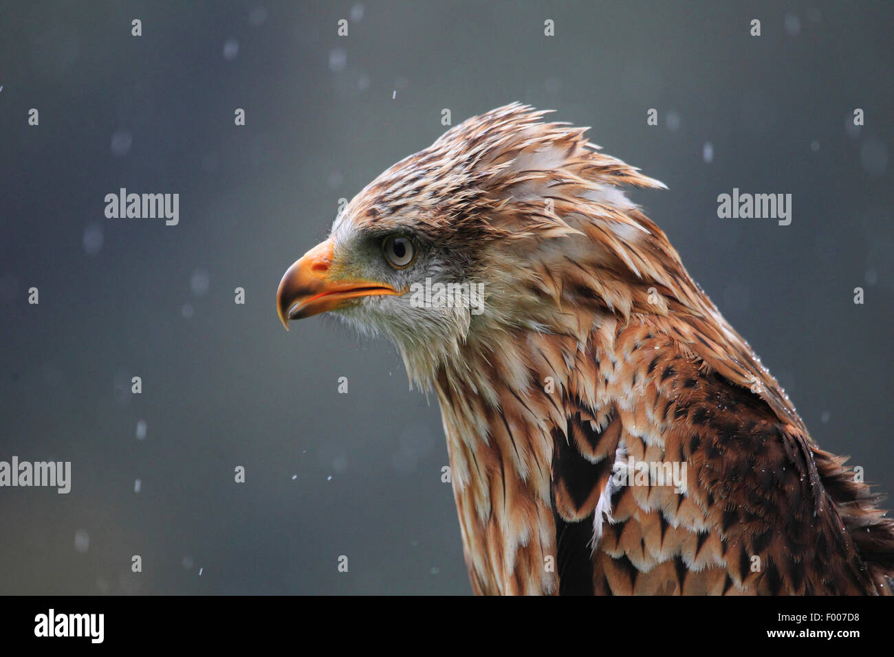 Nibbio reale (Milvus milvus), in caso di pioggia, Germania Foto Stock