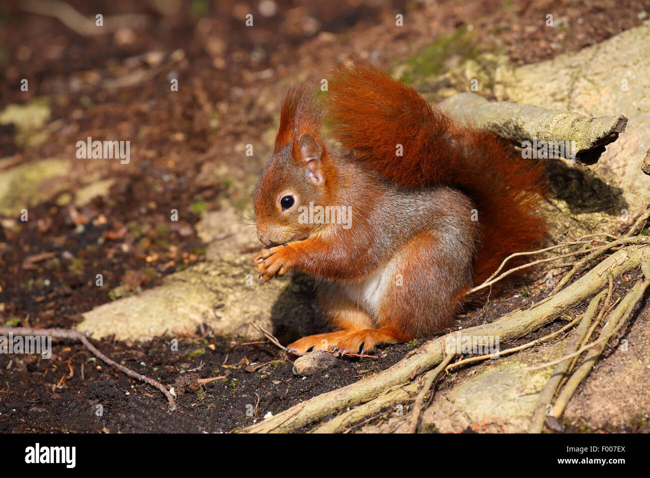 Unione scoiattolo rosso, Eurasian red scoiattolo (Sciurus vulgaris), siede sulla terra alimentazione, Germania Foto Stock