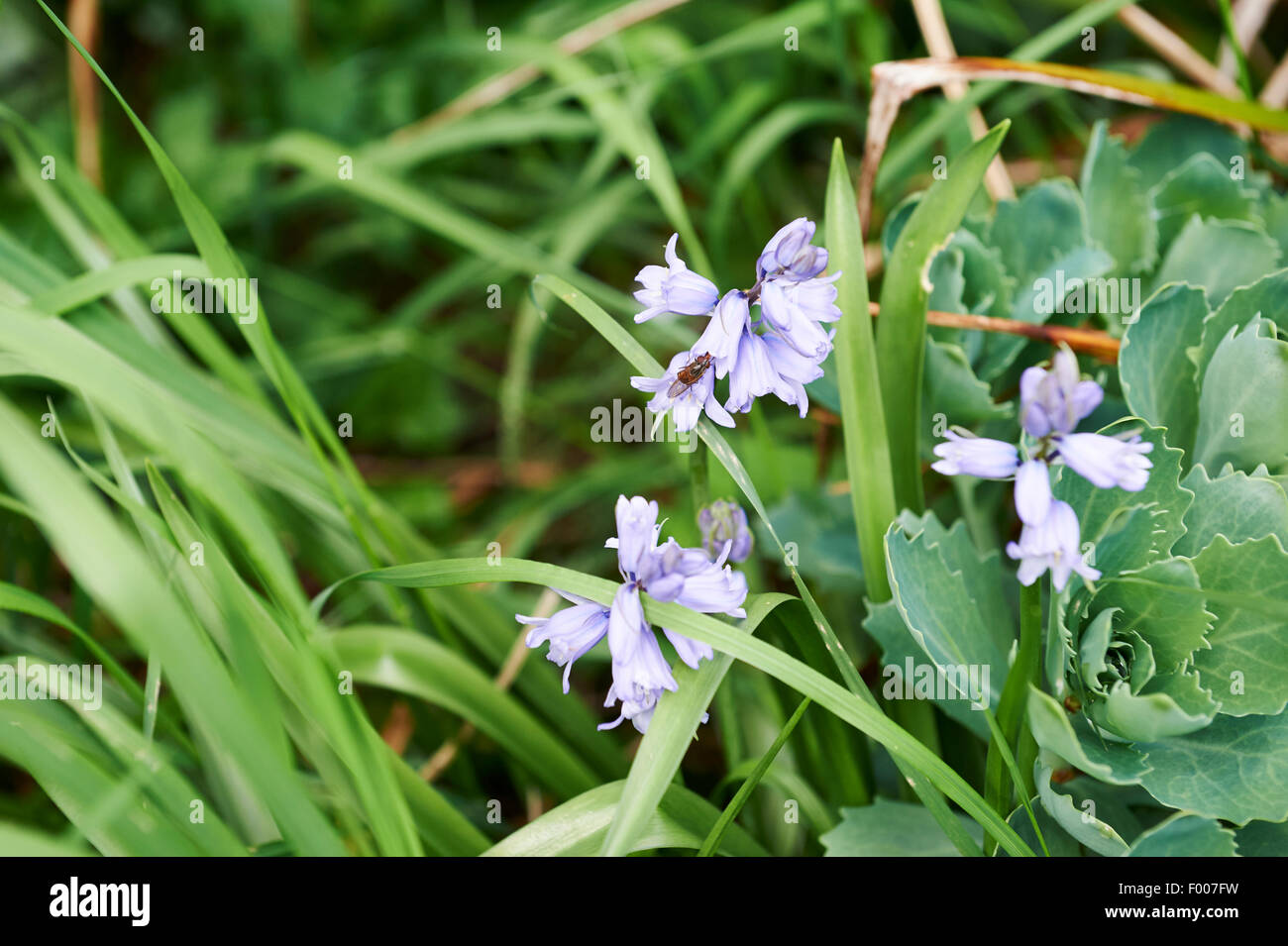 Bluebells (Hyacinthoides non scripta) cresce in giardino aiuola di fiori con una alimentazione hover-fly (Syrphus ribesii). Foto Stock