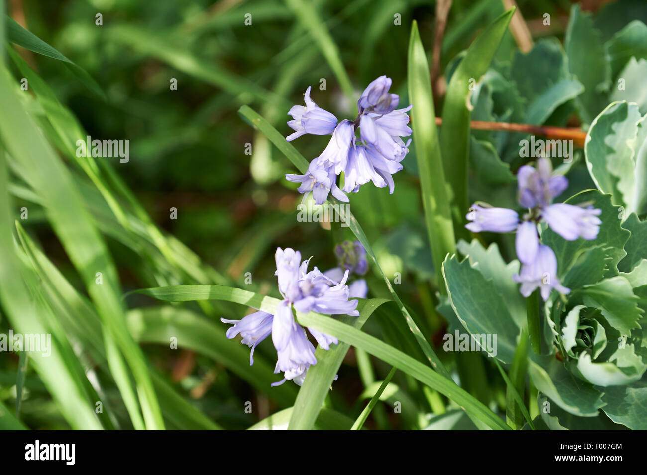 Bluebells (Hyacinthoides non scripta) cresce in giardino aiuola. Foto Stock