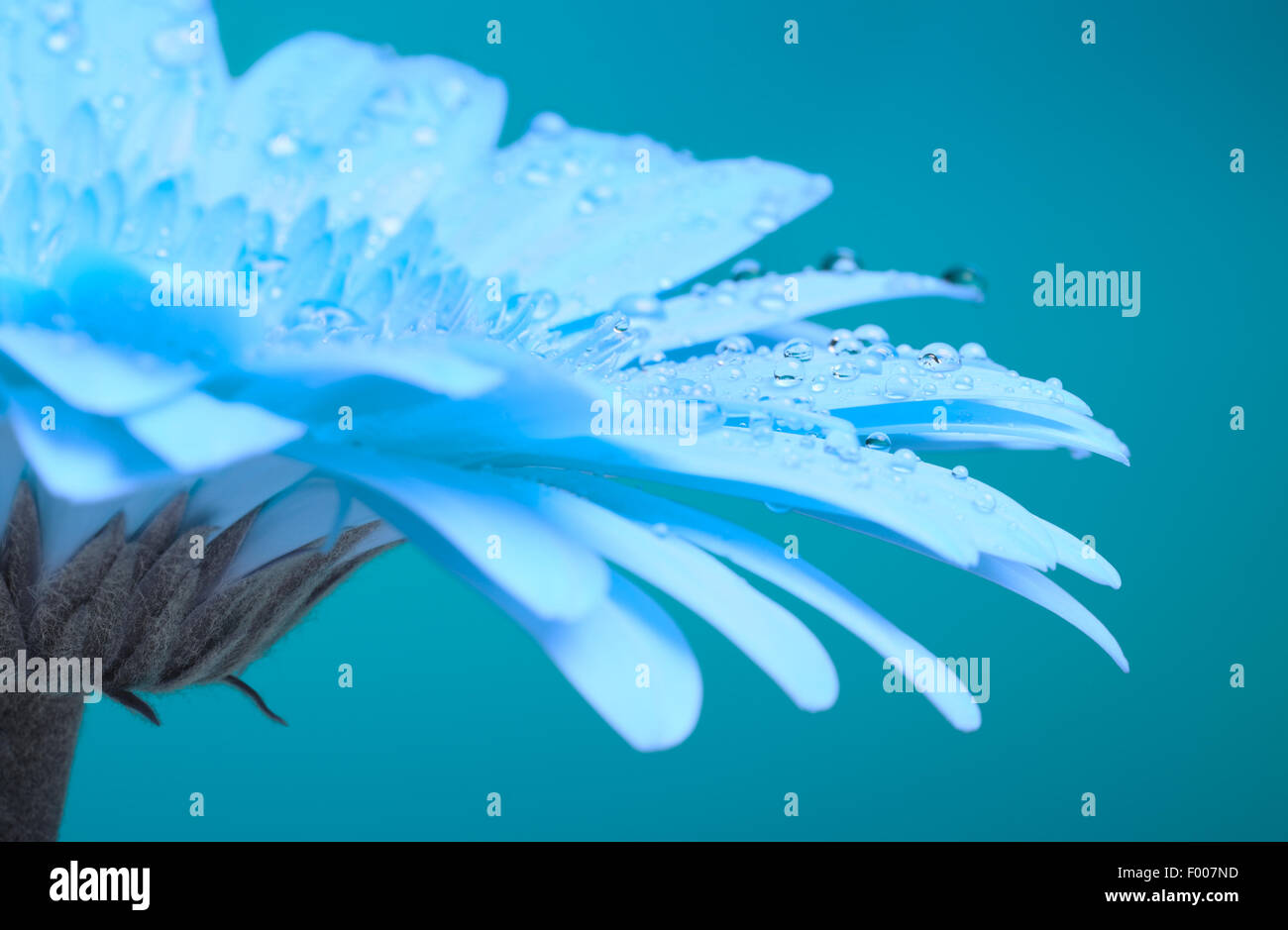 Bella Blu fiore di gerbera, close up, oscurata Foto Stock