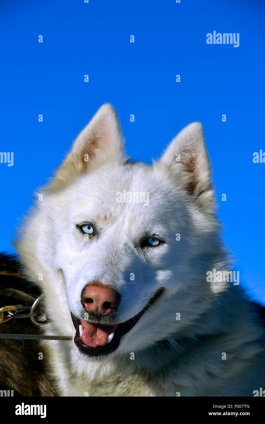Siberian Husky (Canis lupus f. familiaris), ritratto nella parte anteriore del cielo blu, Francia Foto Stock