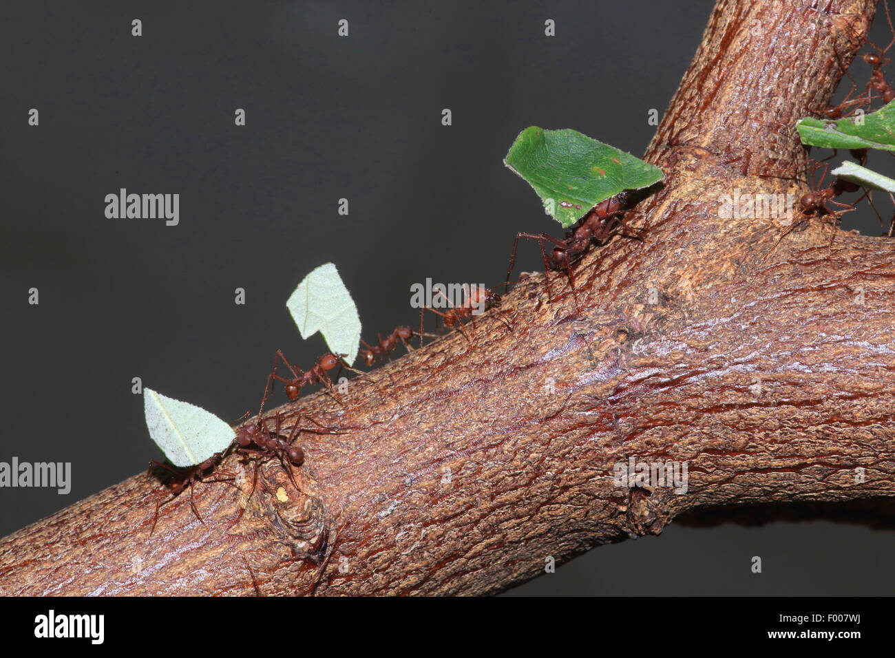 Leafcutting ant (Atta sexdens), leafcutting formiche foglia di trasporto pezzi su un ramo Foto Stock