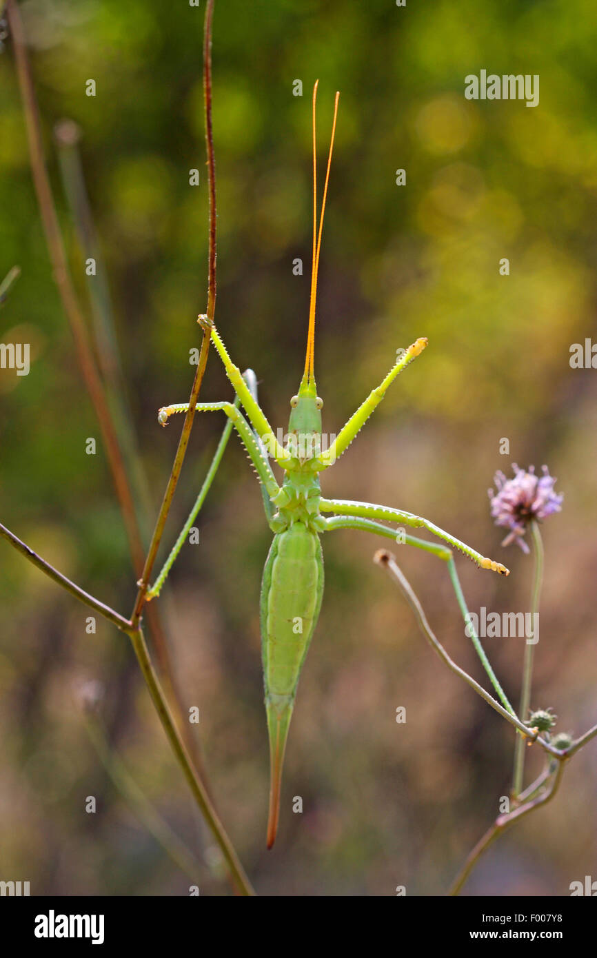 Boccola di predatori cricket, Predatori di bush-cricket, mago spiked (Saga pedo AE), femmina Foto Stock