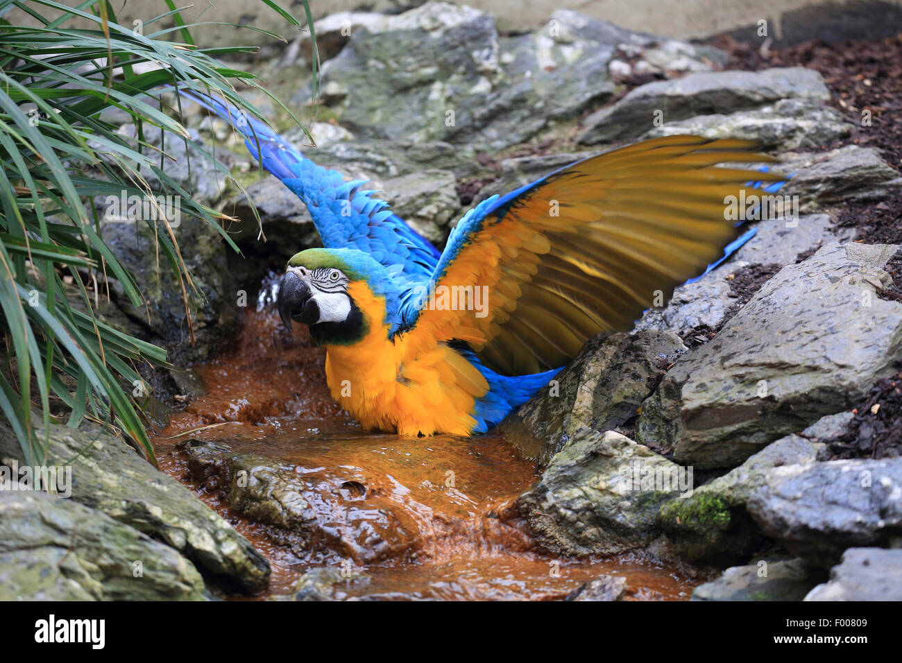 Blu e Giallo macaw, blu e oro macaw, blu e oro macaw, blu-giallo Macaw (Ara ararauna), bagni Foto Stock