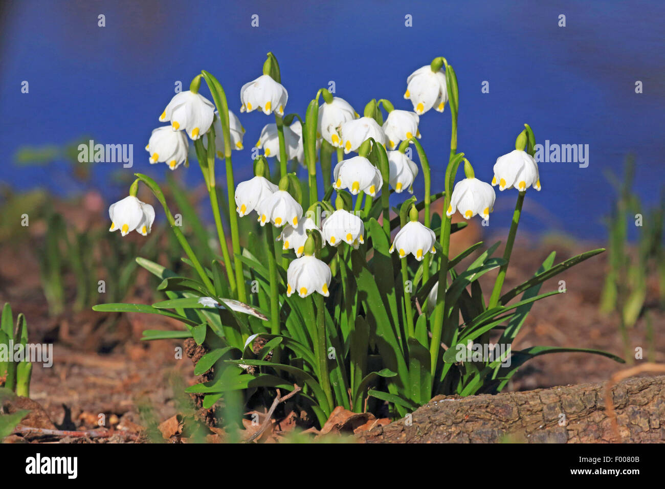 Il simbolo del fiocco di neve di primavera (Leucojum vernum), fioritura, Germania Foto Stock