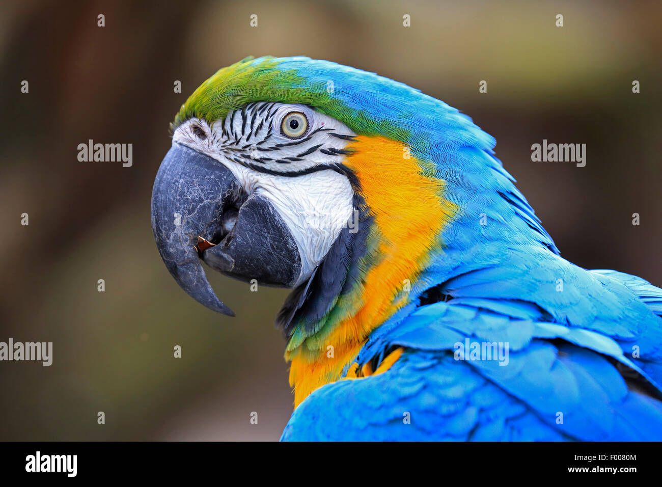 Blu e Giallo macaw, blu e oro macaw, blu e oro macaw, blu-giallo Macaw (Ara ararauna), ritratto Foto Stock