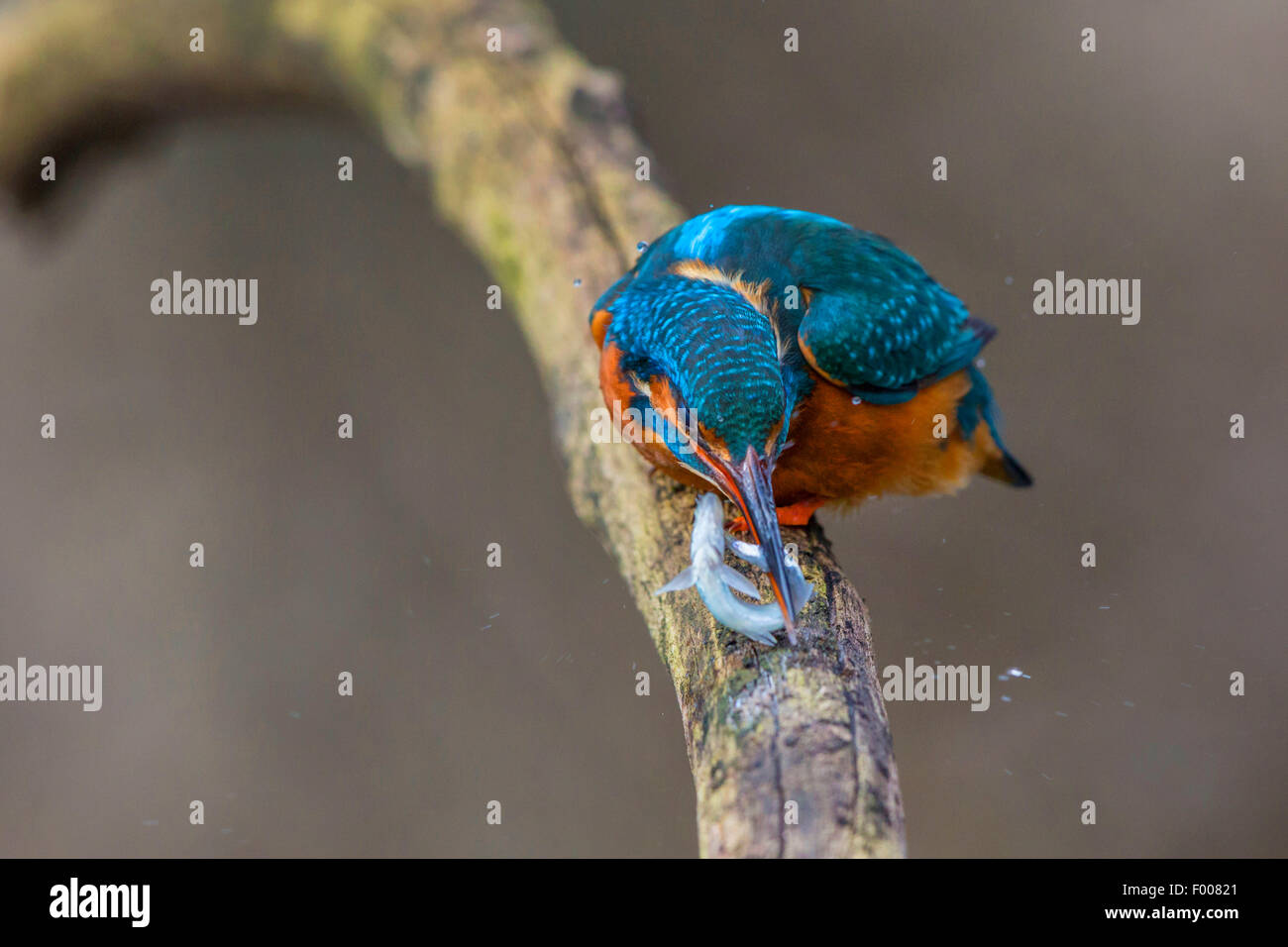 Fiume kingfisher (Alcedo atthis), uccidendo pesce pescato da slapping esso sul ramo, in Germania, in Baviera Foto Stock