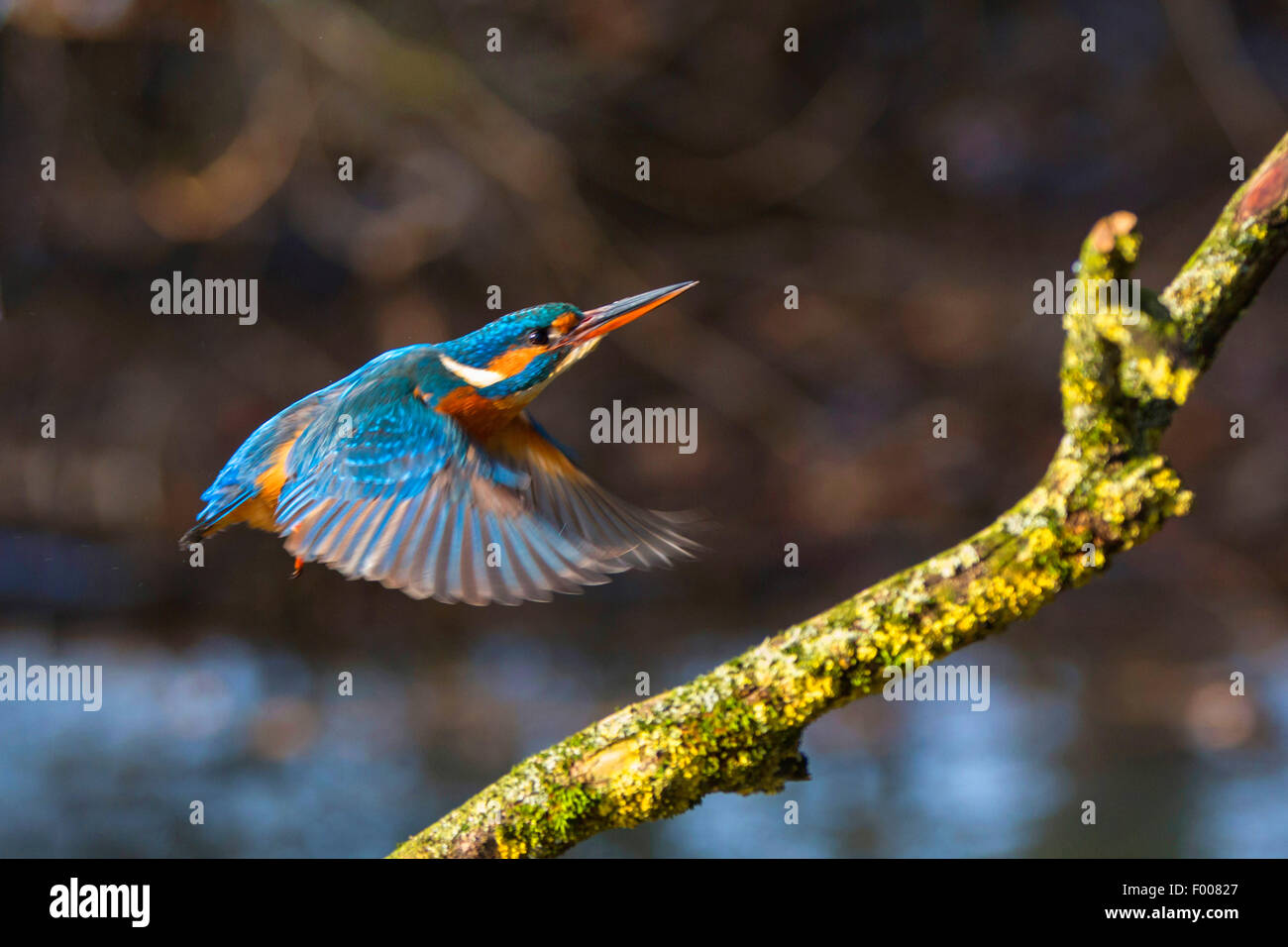Fiume kingfisher (Alcedo atthis), avvicinando l'outlook, in Germania, in Baviera Foto Stock