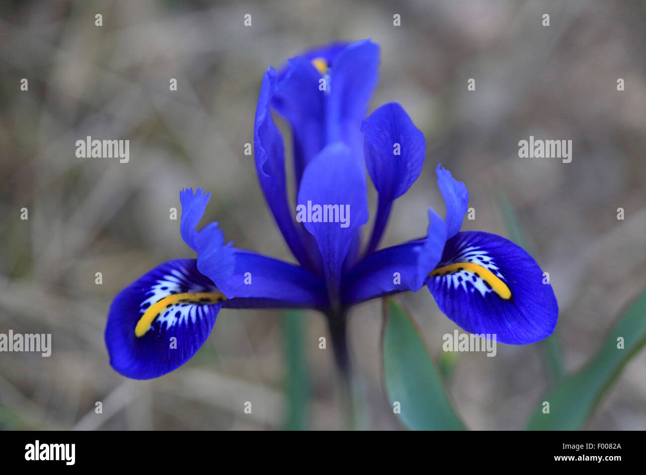 Rasa nana (iris Iris reticulata), fiore Foto Stock