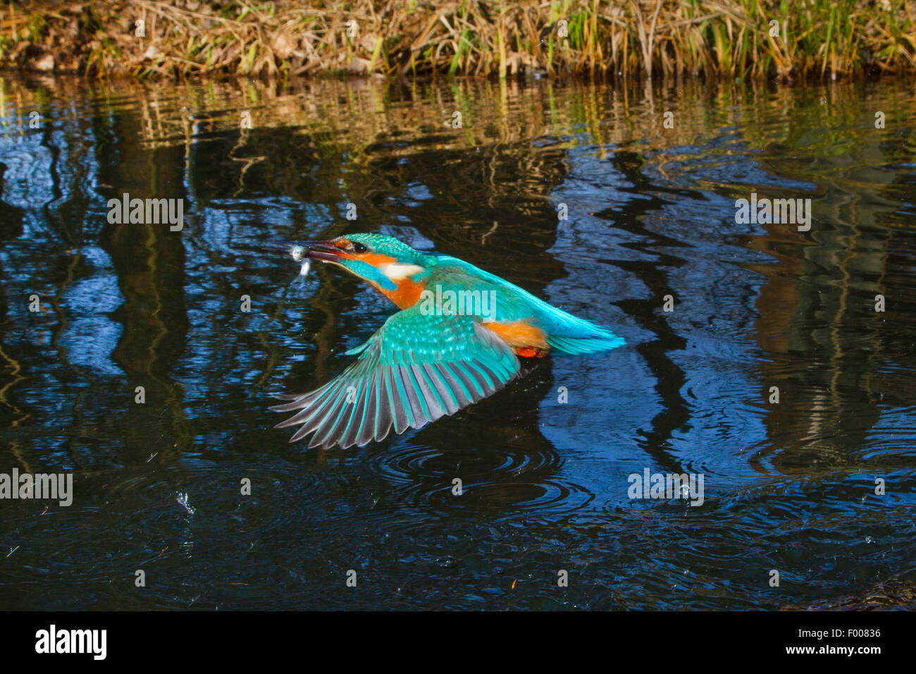 Fiume kingfisher (Alcedo atthis), prendendo il largo fiume con pesce pescato nel disegno di legge, in Germania, in Baviera Foto Stock