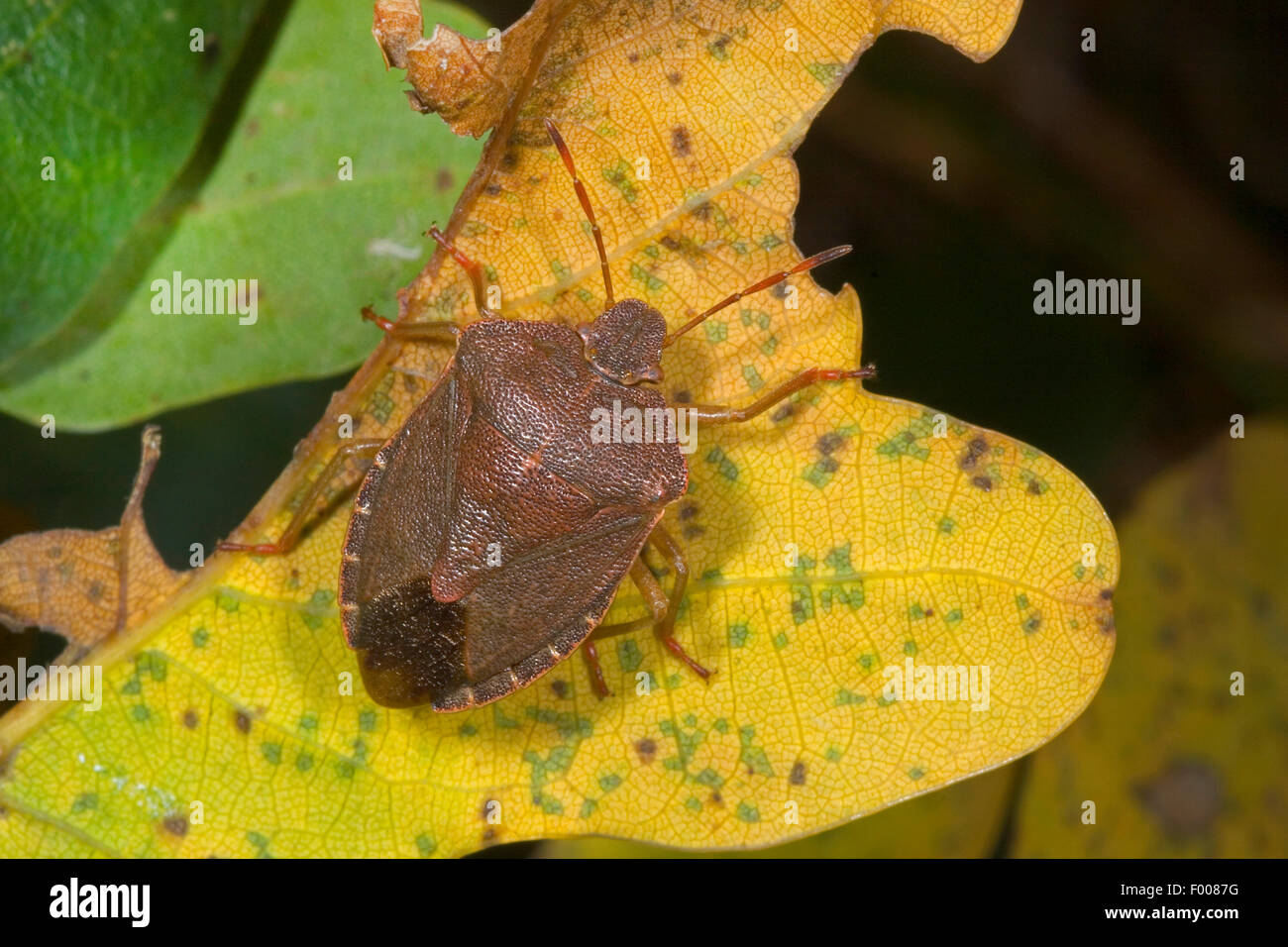 Schermo verde bug, un comune schermo verde bug (Palomena prasina), marrone con colore di autunno, Germania Foto Stock