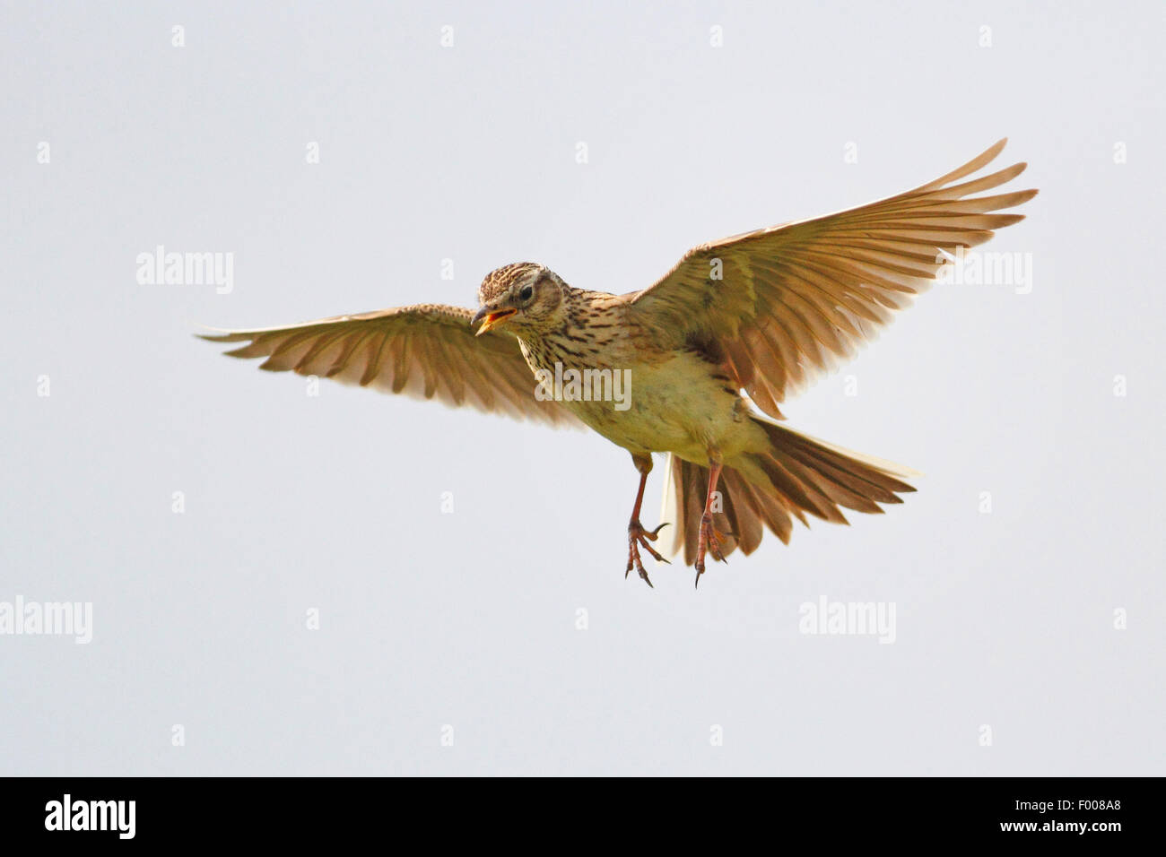 Eurasian sky lark (Alauda arvense), canto nel cielo, Germania Foto Stock