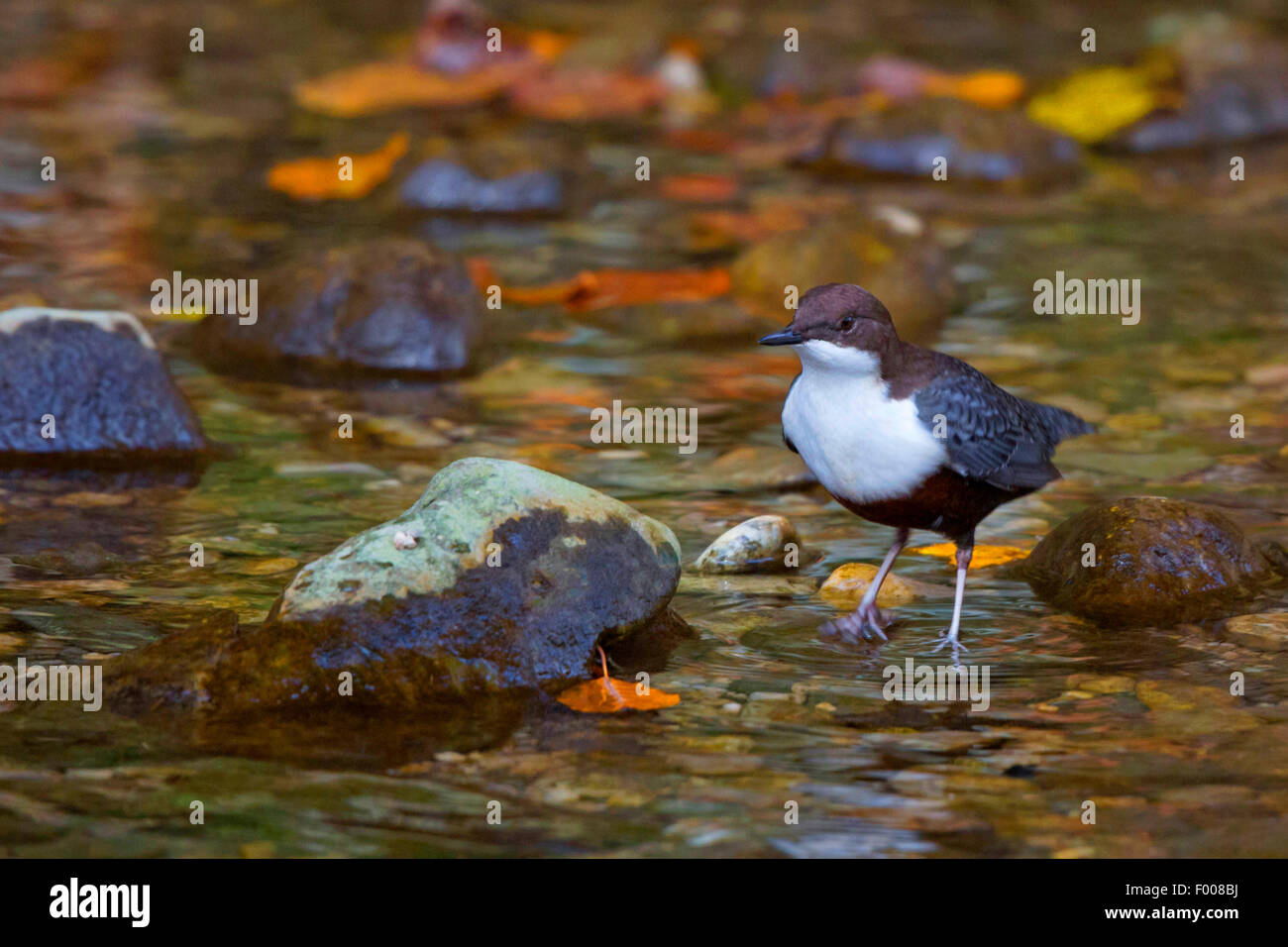 Bilanciere (Cinclus cinclus), il mangime in un ruscello, in Germania, in Baviera Foto Stock