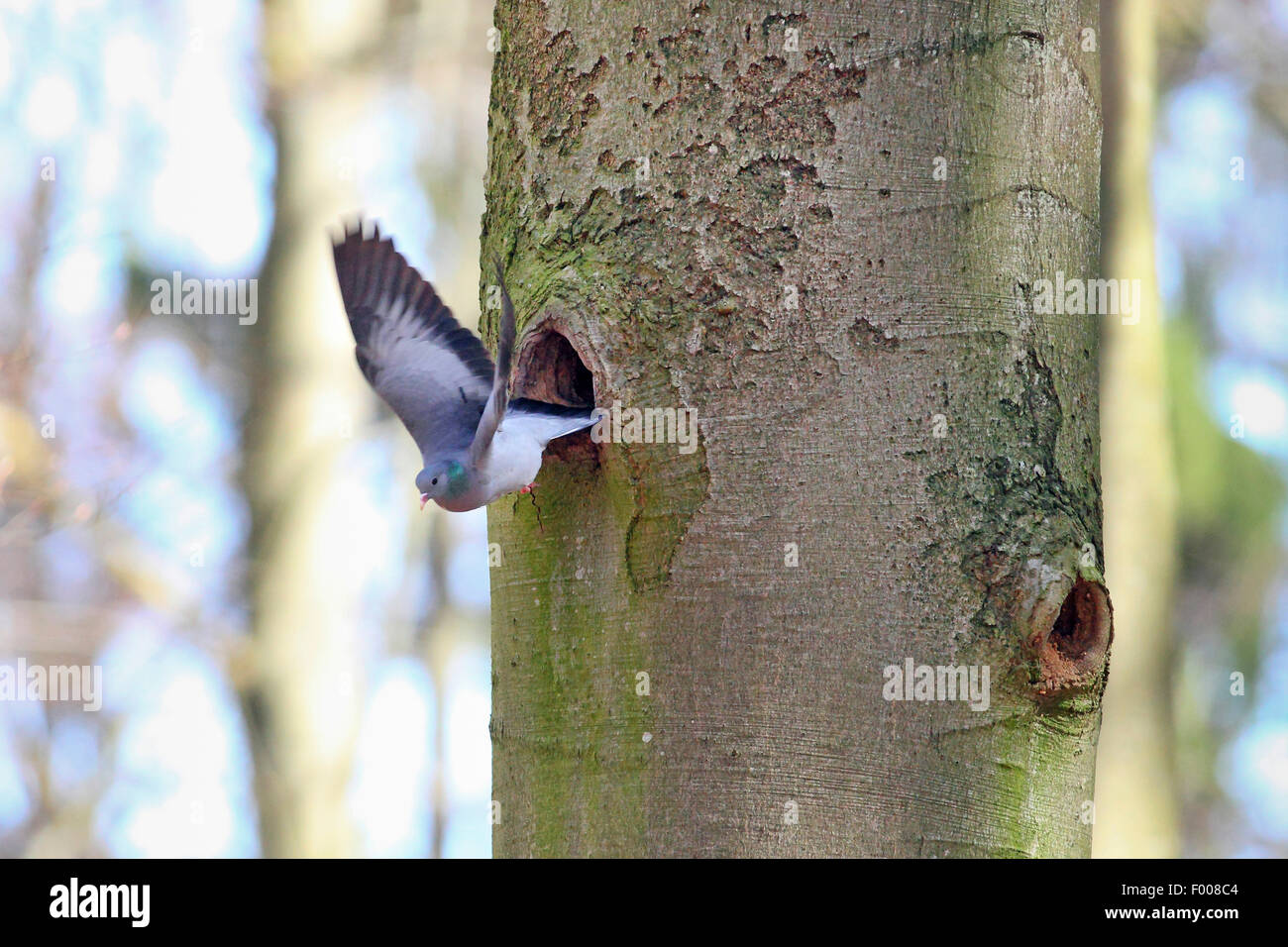 Piccione stock (Columba oenas), si toglie la grotta di allevamento, Germania Foto Stock