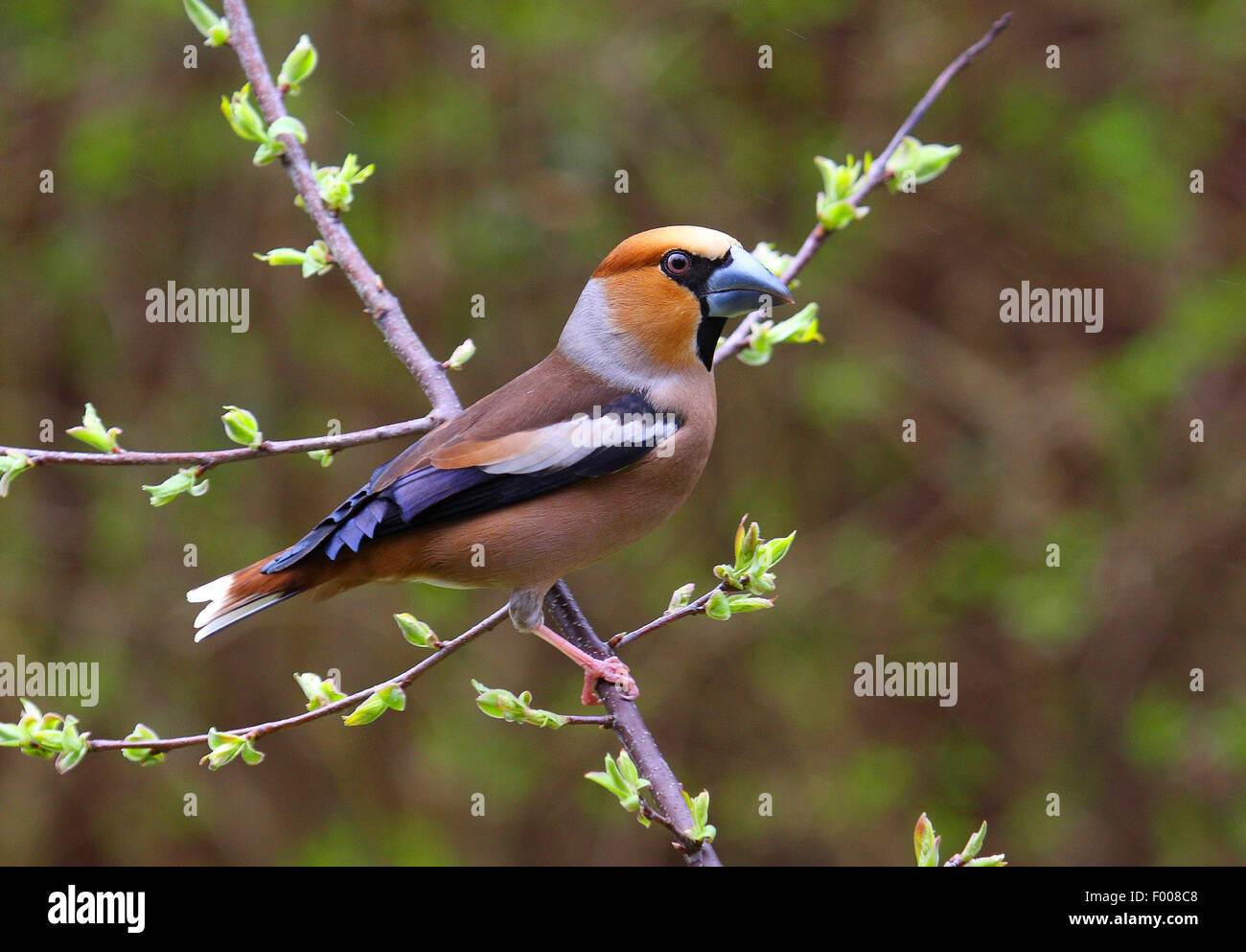 Hawfinch (Coccothraustes coccothraustes), maschio su un ramoscello, Germania Foto Stock