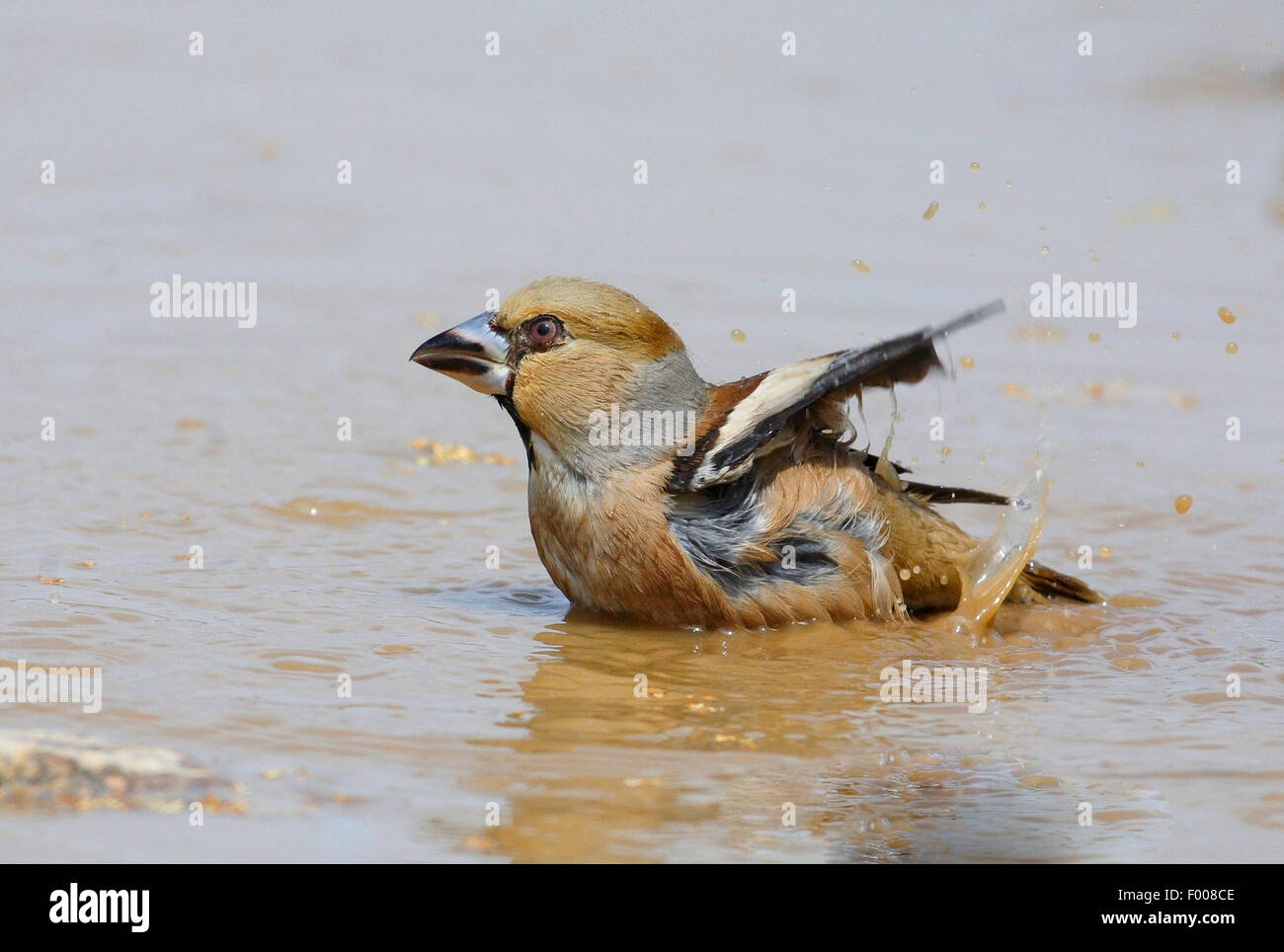 Hawfinch (Coccothraustes coccothraustes), maschio di balneazione in una pozza, Germania Foto Stock