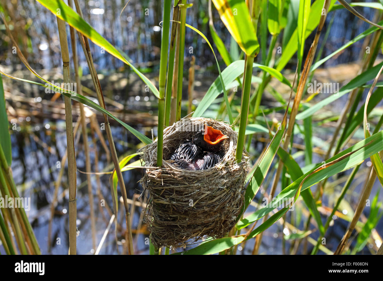 Eurasian cuculo (Cuculus canorus), chick nel nido di un reed trillo, Germania Foto Stock