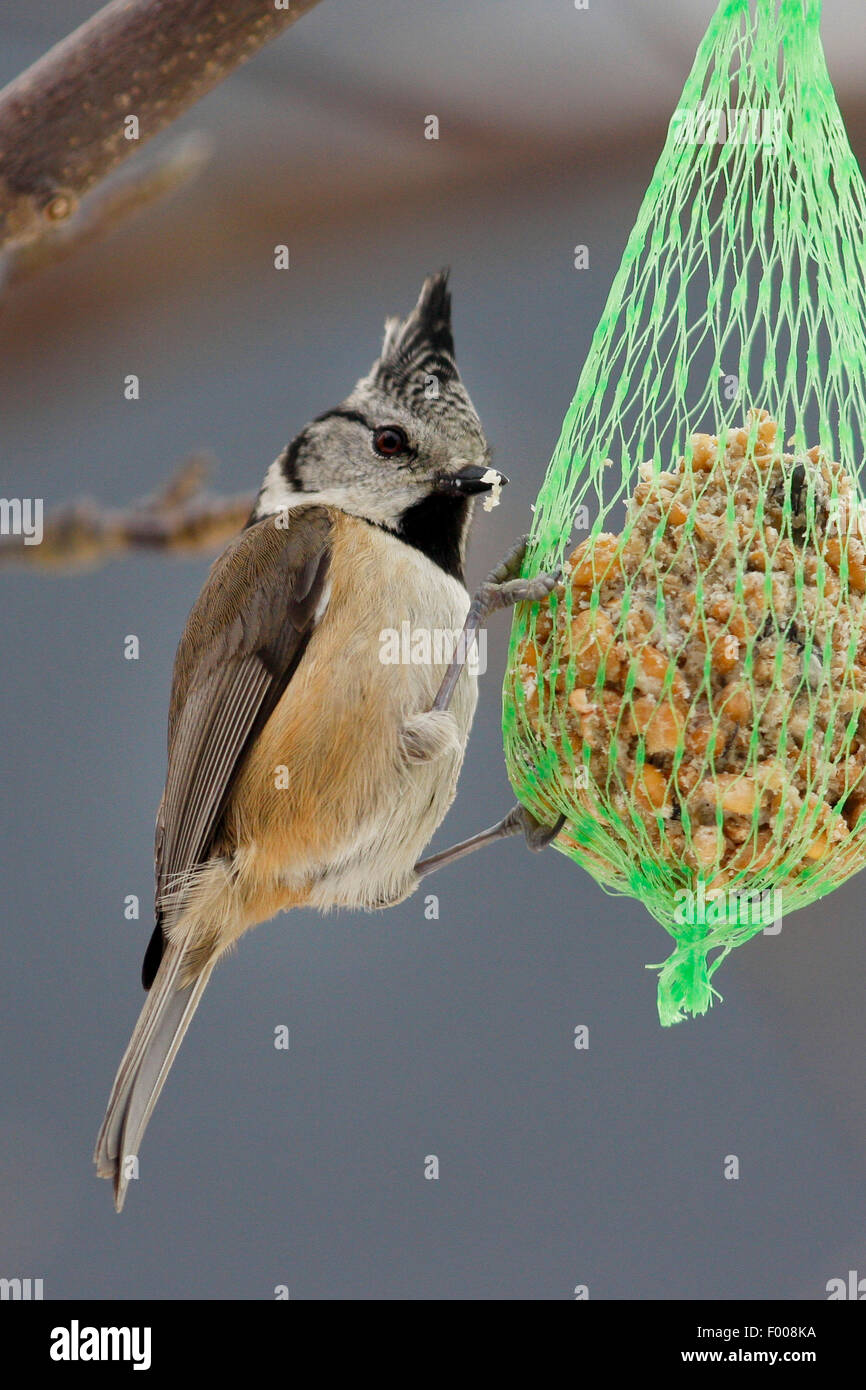 Cincia dal ciuffo (Parus cristatus, Lophophanes cristatus), in corrispondenza di una palla di grasso, Germania Foto Stock