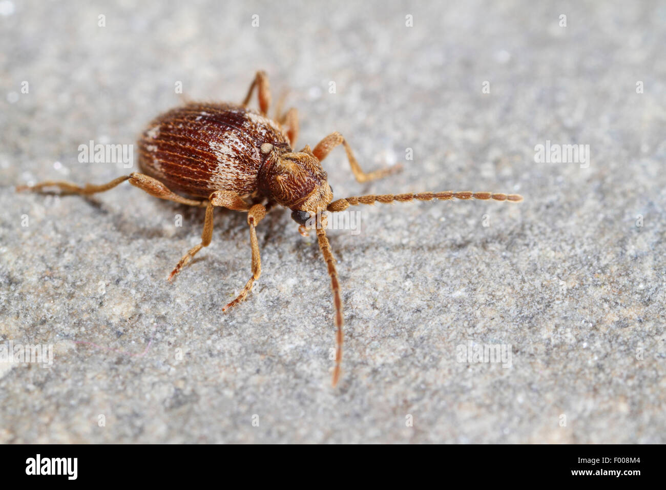 Il ragno comune beetle, bianco-contrassegnato Spider Beetle, Whitemarked Spider Beetle (Ptinus fur), sul terreno, Germania Foto Stock