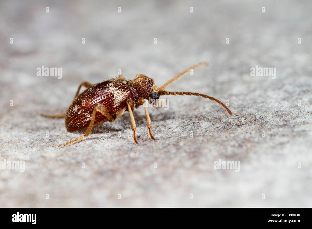 Il ragno comune beetle, bianco-contrassegnato Spider Beetle, Whitemarked Spider Beetle (Ptinus fur), sul terreno, Germania Foto Stock