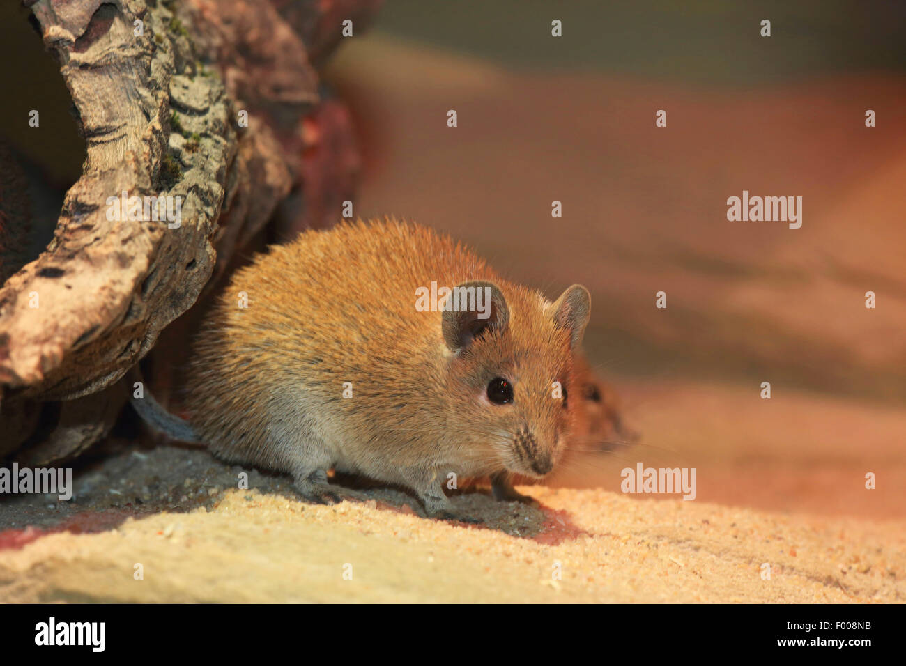 Molla dorata del Mouse (Acomys russatus), seduta nella sabbia Foto Stock