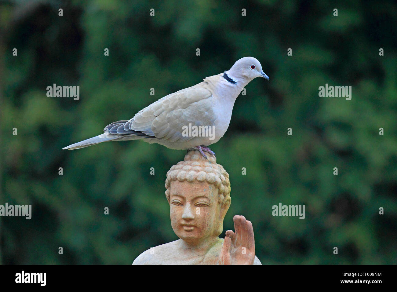 Colomba a collare (Streptopelia decaocto), si siede su un giardino scultura, Germania Foto Stock