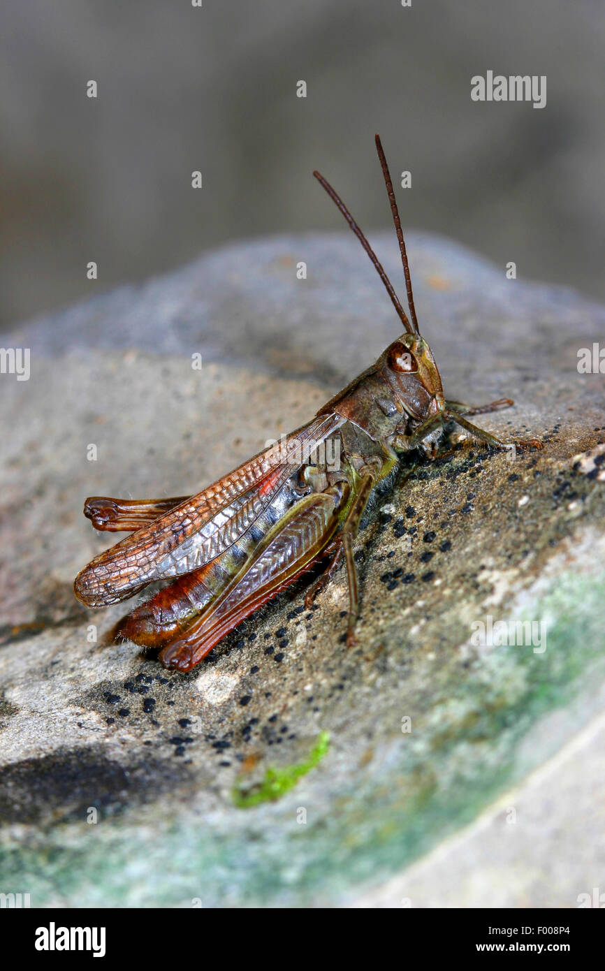 Bow-winged grasshopper (Chorthippus biguttulus, Stauroderus biguttulus, Chorthippus coenobita), seduto su di una pietra, Germania Foto Stock