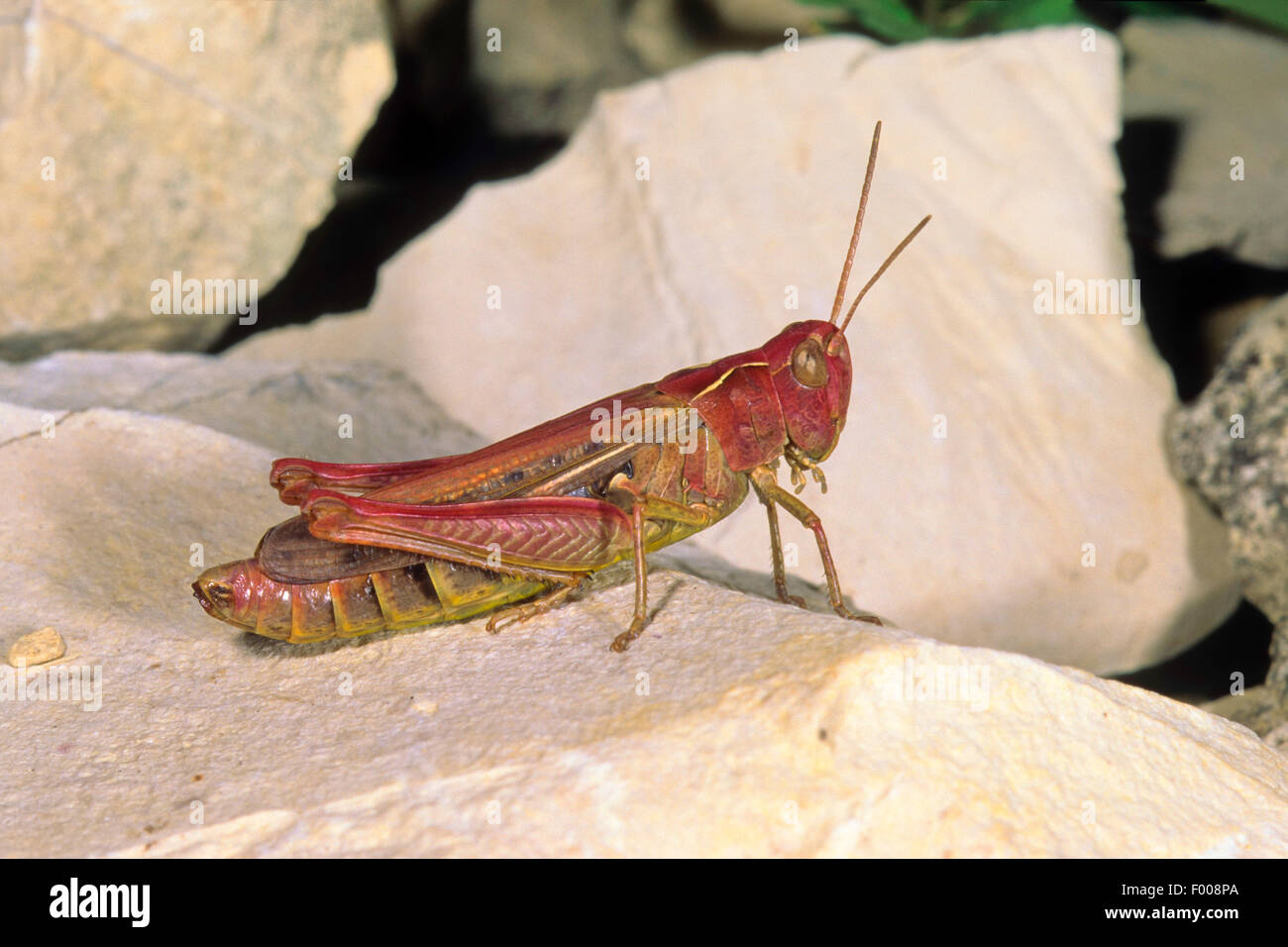 Bow-winged grasshopper (Chorthippus biguttulus, Stauroderus biguttulus, Chorthippus coenobita), seduto su di una pietra, Germania Foto Stock