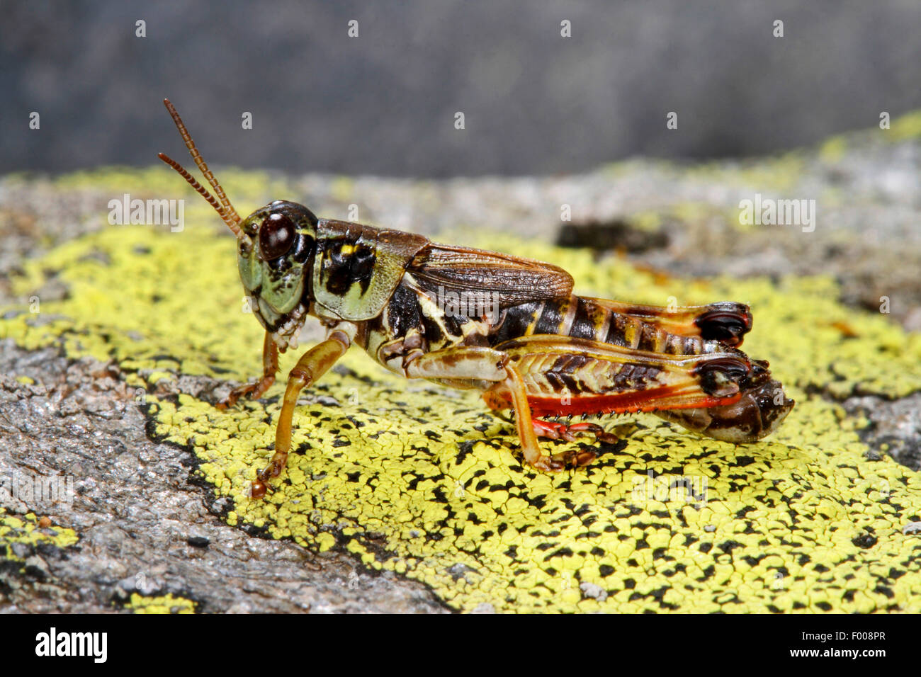 Nordic Mountain Grasshopper, alta montagna Grasshopper (Melanoplus frigidus, Bohemanella frigida), montagna grasshopper su una pietra, Austria Foto Stock