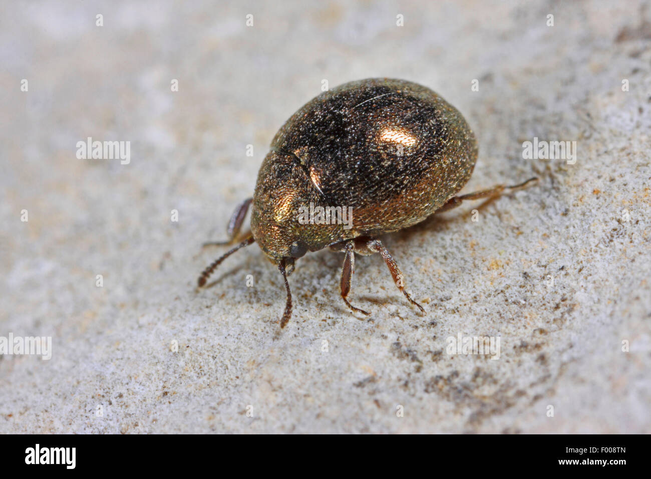 Pillola beetle (Lamprobyrrhulus nitidus, Byrrhus nitidus), su di una pietra di intera lunghezza verticale, Germania Foto Stock