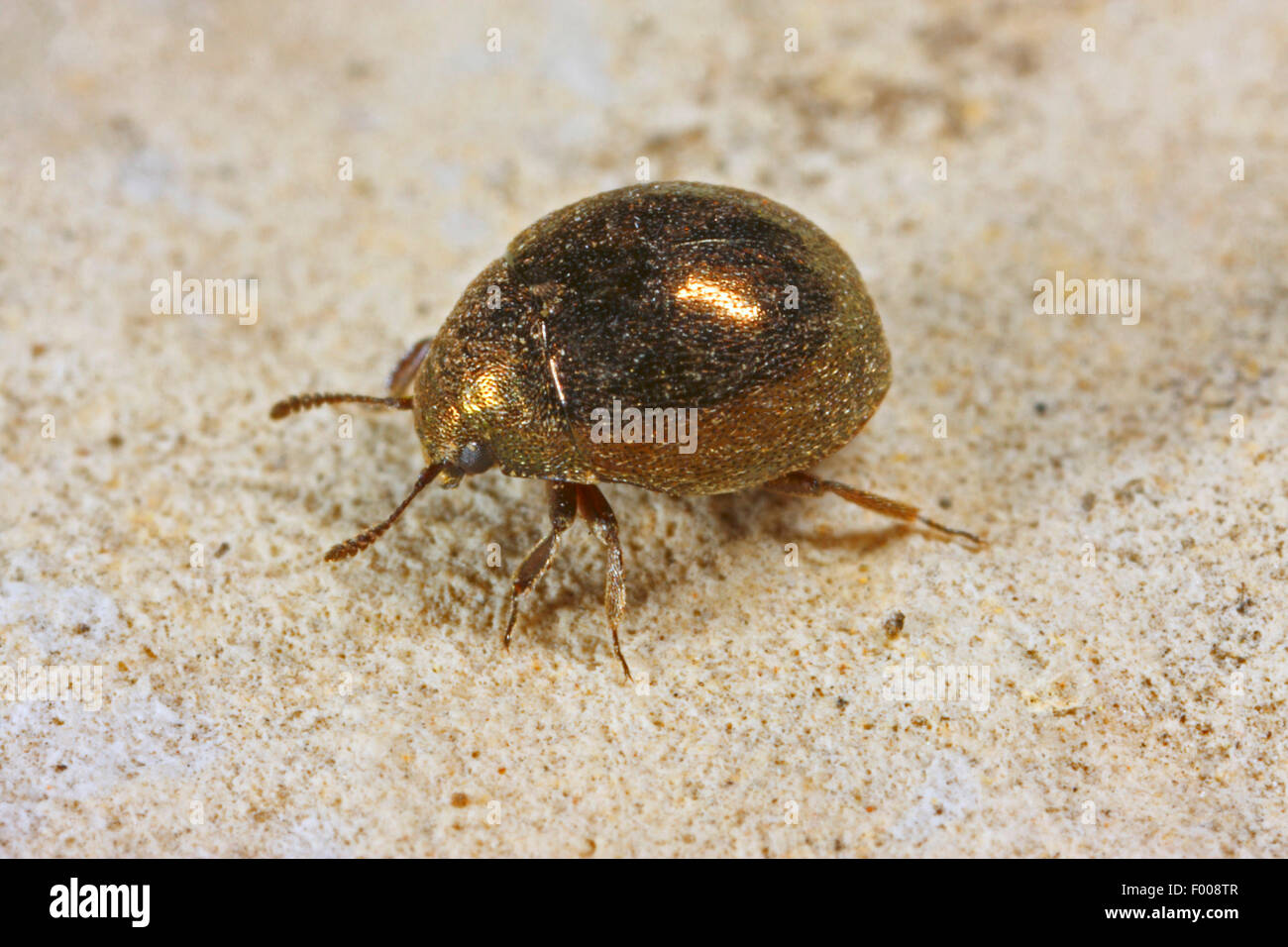 Pillola beetle (Lamprobyrrhulus nitidus, Byrrhus nitidus), su di una pietra di intera lunghezza verticale, Germania Foto Stock