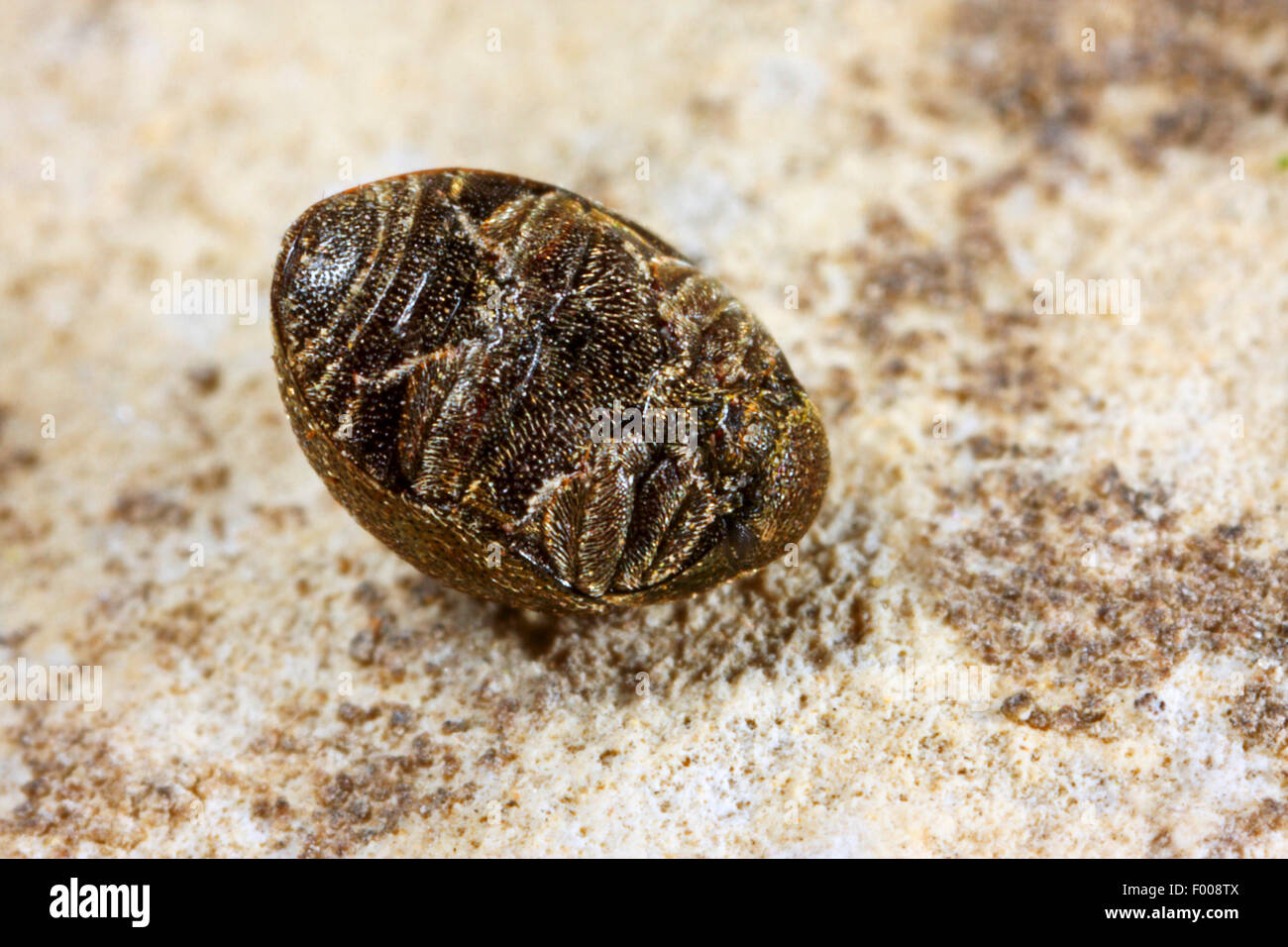 Pillola beetle (Lamprobyrrhulus nitidus, Byrrhus nitidus), su una pietra e a piena lunghezza ritratto dal di sotto, Germania Foto Stock