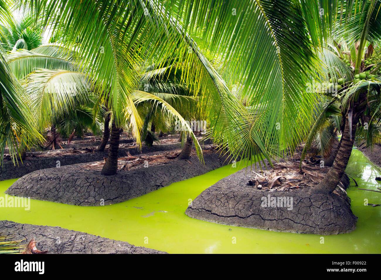 Acqua verde dei canali di irrigazione per alberi di noce di cocco in la provincia Ratchaburi Thailandia. Foto Stock