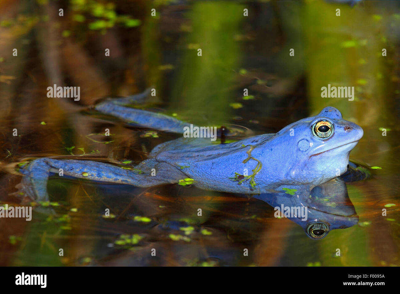 Moor frog (Rana arvalis), maschio in accoppiamento stagione, Germania Foto Stock