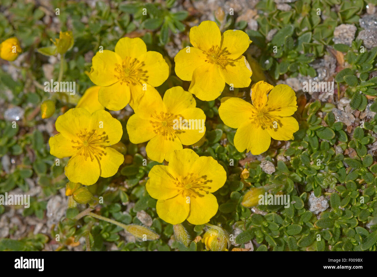 Alpine cisto (Helianthemum oelandicum ssp. alpestre), fioritura, Germania Foto Stock