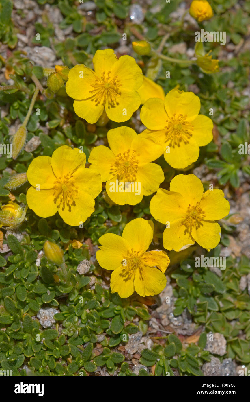 Alpine cisto (Helianthemum oelandicum ssp. alpestre), fioritura, Germania Foto Stock