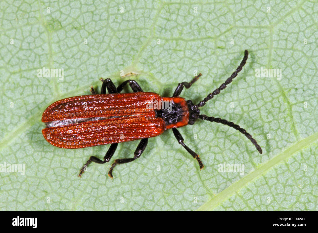 Net-scarabeo alato (Platycis cosnardi), seduta su una foglia, Germania Foto Stock