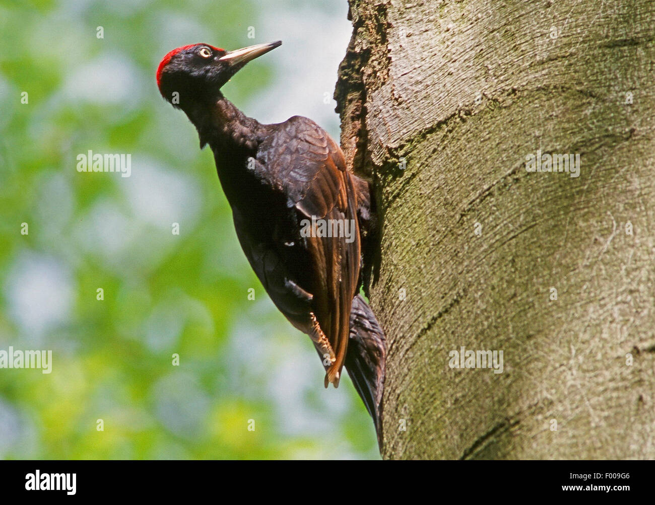 Picchio nero (Dryocopus martius), in corrispondenza di un foro ad albero , Germania Foto Stock