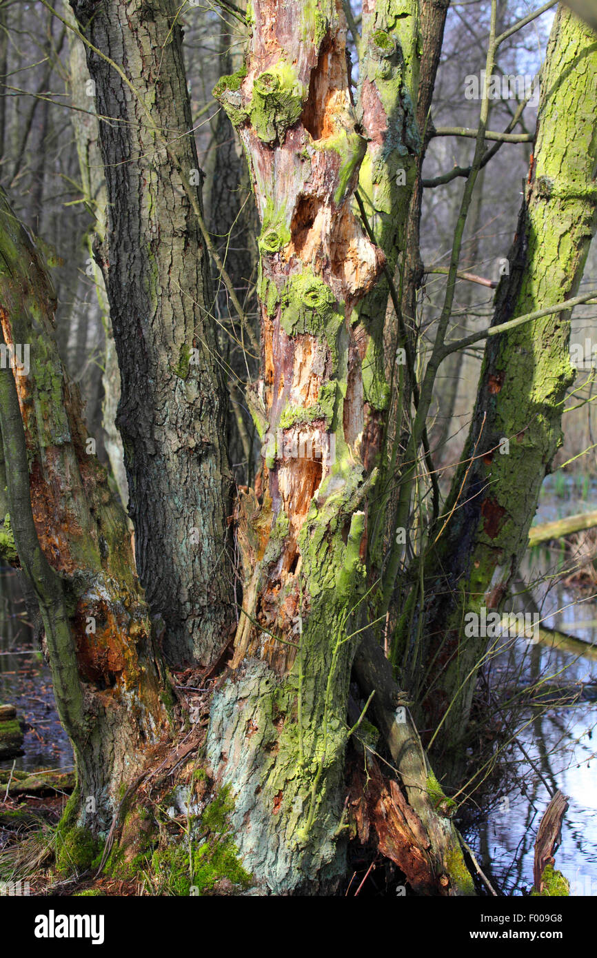 Il picchio, wrynecks, piculets (Picidae), picchio ha violato molti fori in cerca di cibo in un tronco, Germania Foto Stock