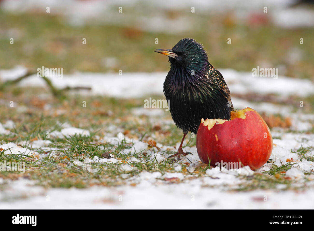 Starling comune (Sturnus vulgaris), mangiare apple imposto verso il basso durante l'inverno, Germania Foto Stock