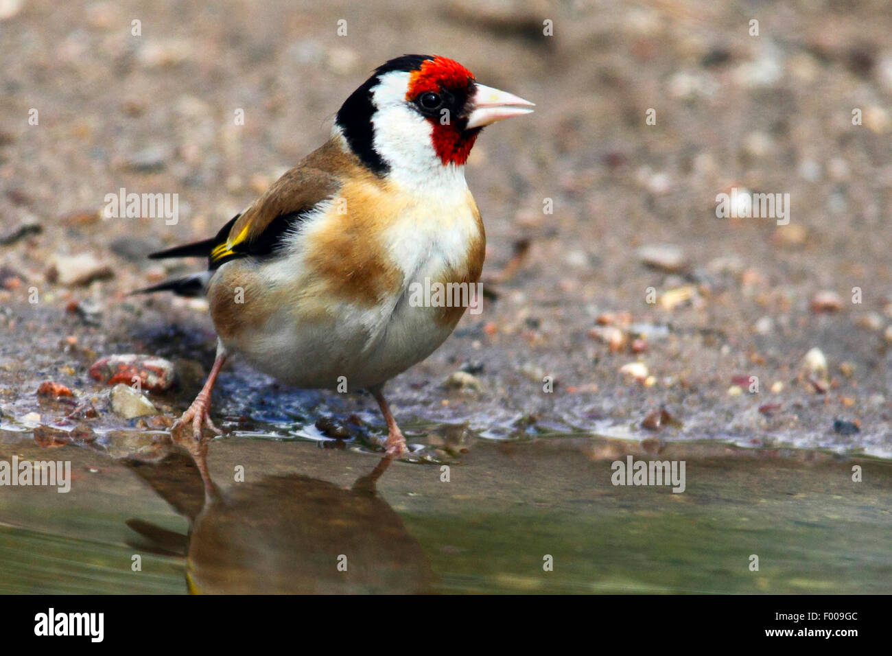 Eurasian cardellino (Carduelis carduelis), in corrispondenza di una pendenza, Germania Foto Stock