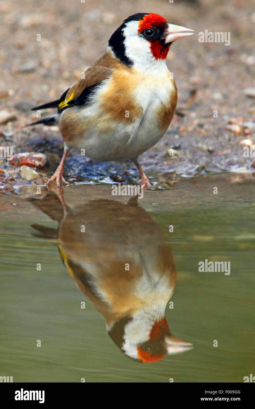 Eurasian cardellino (Carduelis carduelis), in corrispondenza di una pendenza, Germania Foto Stock