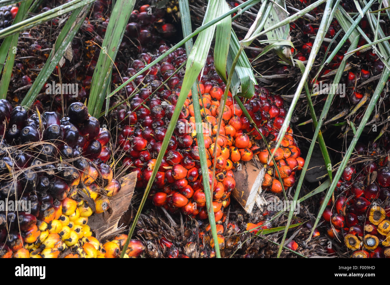 I semi oleosi utilizzati per la produzione di olio di palma in Ghana Foto Stock