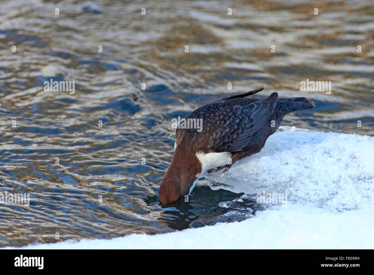 Bilanciere (Cinclus cinclus), in inverno a un iceless brook, Germania, Schleswig-Holstein Foto Stock