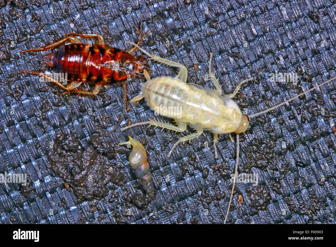 Scarafaggio australiano (Periplaneta australasiae, Blatta australasiae), due scarafaggi, uno di loro fondere la sua pelle, Germania Foto Stock