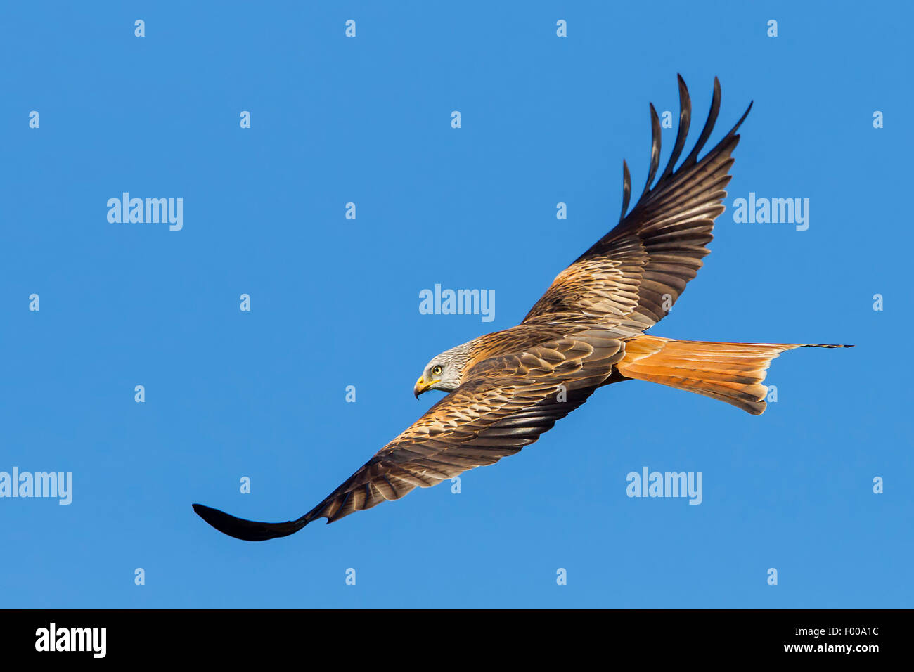 Nibbio reale (Milvus milvus), in volo, vista laterale, Svizzera Vallese Foto Stock
