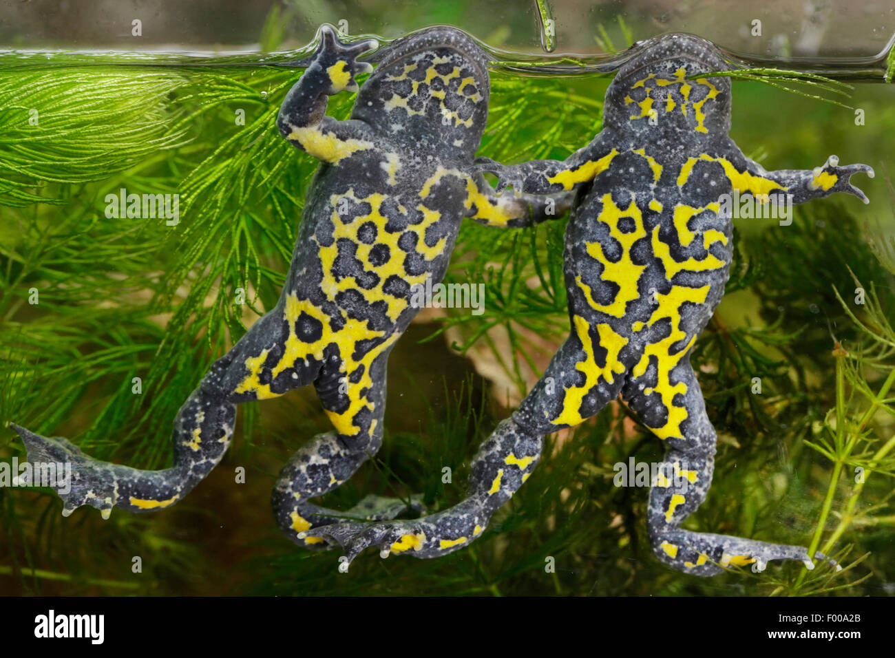 Ululone dal ventre giallo, yellowbelly toad, variegato fire-toad (Bombina variegata), colori della pancia di due yellowbelly rospi, in Germania, in Baviera Foto Stock
