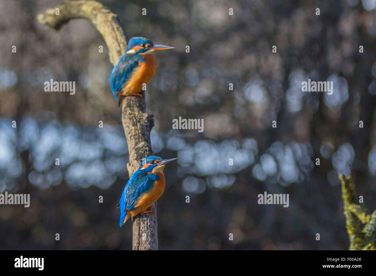 Fiume kingfisher (Alcedo atthis), maschio e femmina sul loro outlook, in Germania, in Baviera Foto Stock